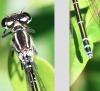 Coenagrion puella